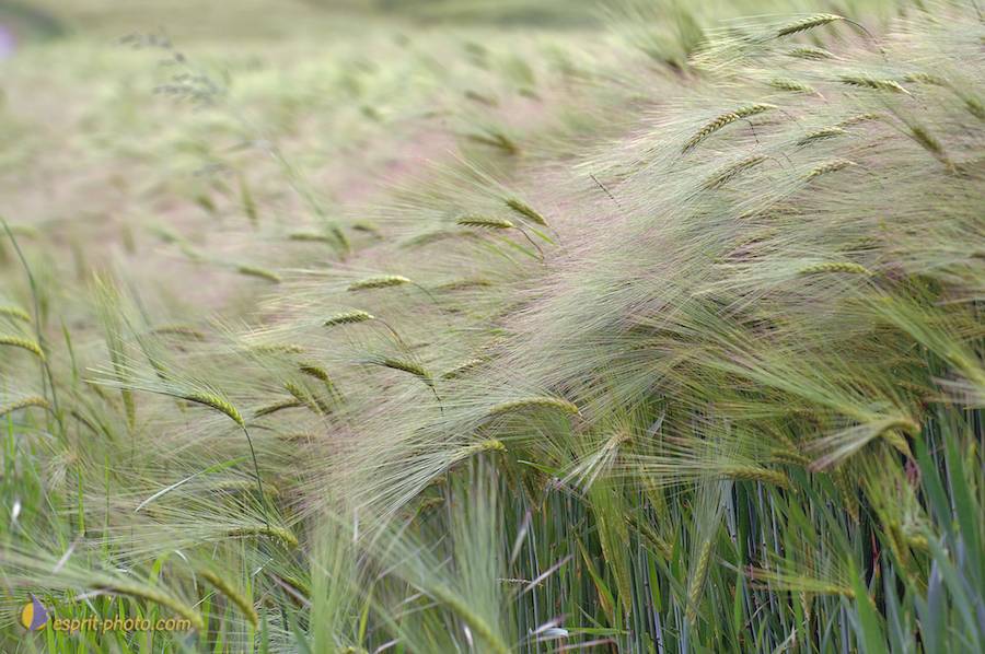 Nom de l'image : D2166623_1_(c)Norbert-JUNG — Description :  Champ de blÈ - animaux ‡ Philmain